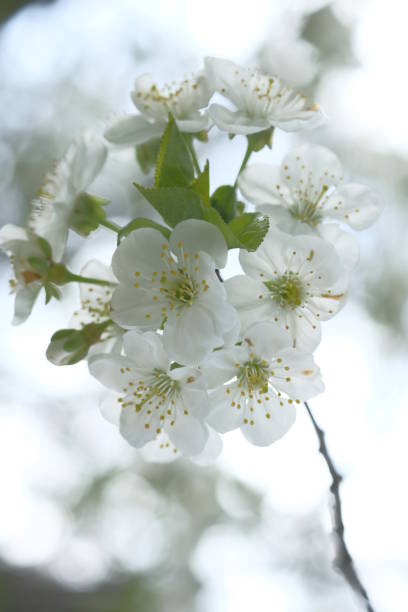istock Inflorescence of white apple flowers on one branch. 1486576972