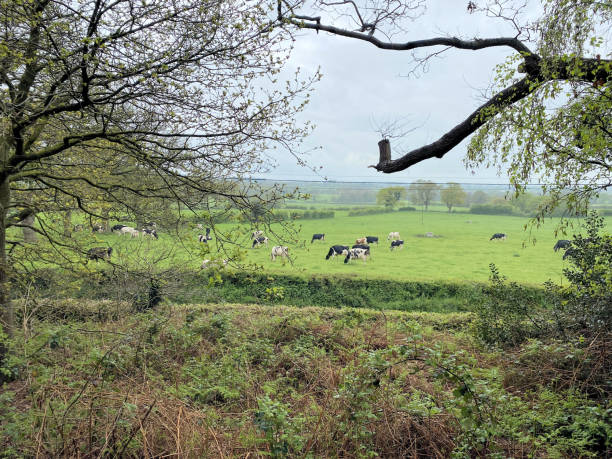istock A view of the Cheshire Countryside 1486577082