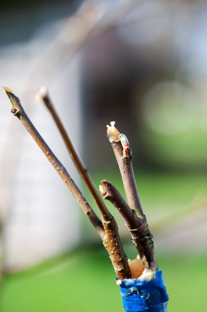 spring grafting of trees. - injecting tree close up old imagens e fotografias de stock