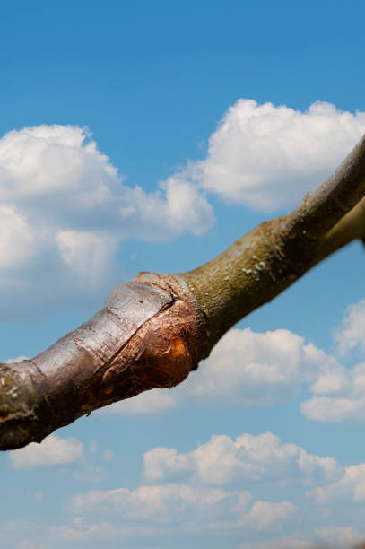 spring grafting of trees. - injecting tree close up old imagens e fotografias de stock