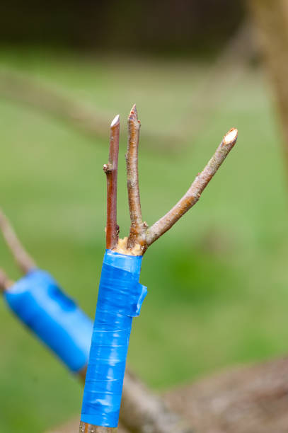 spring grafting of trees. - injecting tree close up old imagens e fotografias de stock