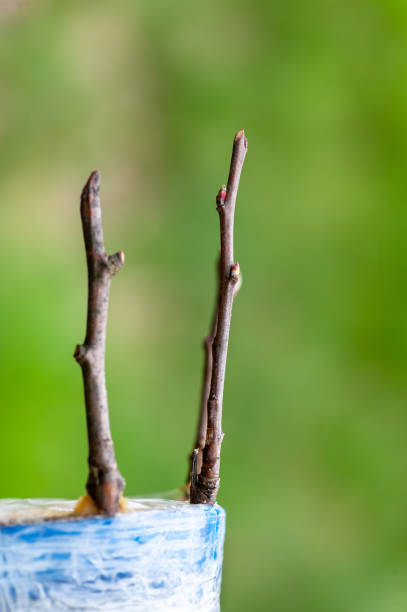 spring grafting of trees. - injecting tree close up old imagens e fotografias de stock