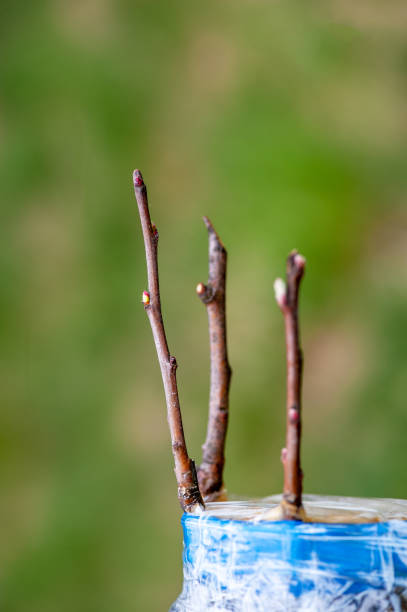 spring grafting of trees. - injecting tree close up old imagens e fotografias de stock