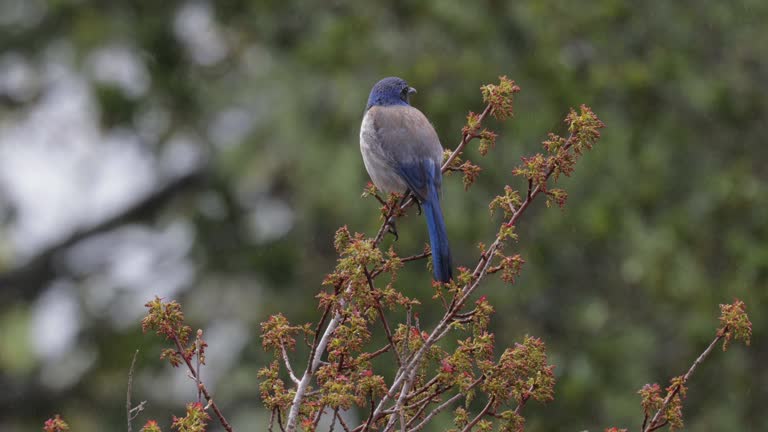 California Scrub-Jay, California