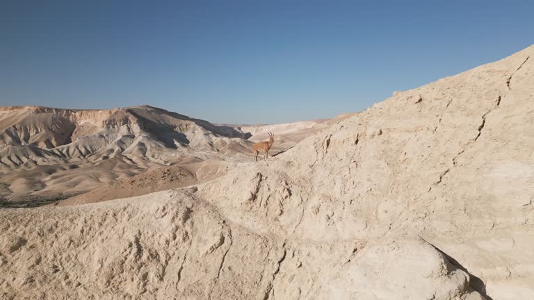 Aerial video of desert animals goats walking on the mountains, Negev, Israel