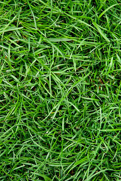 Grass Lawn stock photo