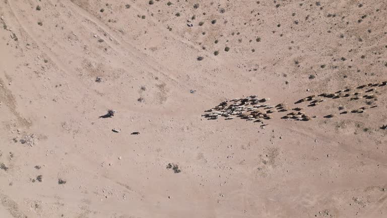 Aerial video of a Bedouin herding his sheep in Israel, the Negev, Israel