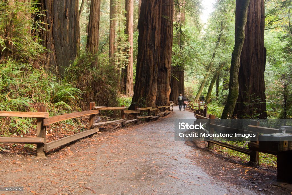 Muir Woods en el Condado de Marin, California - Foto de stock de Bosques de Muir libre de derechos