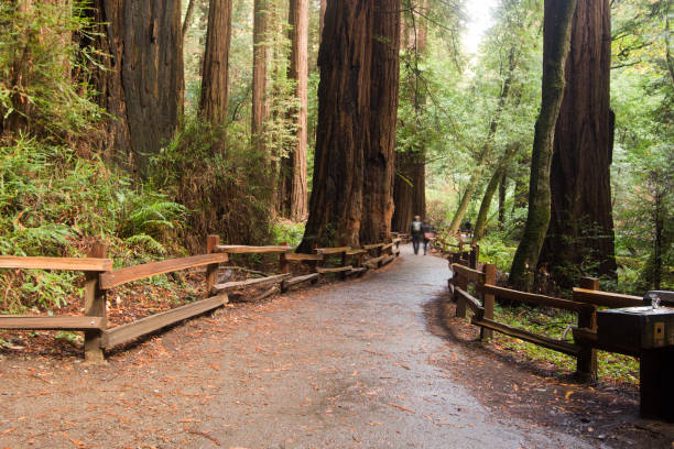 Muir Woods in Marin County, California