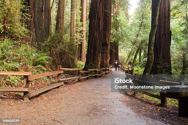 Muir Woods In Marin County California Stock Photo - Download Image Now - Muir Woods, John Muir Wilderness Area, Sequoia Tree
