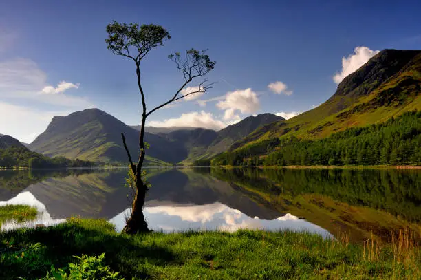 A view down the length of Buttermere towards Fleetwith Pike and Haystacks, with the lone birch tree standing flooded in the lake