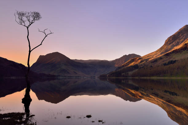 istock Buttermere lone tree and reflections, Cumbria, Lake District National Park 1486583138