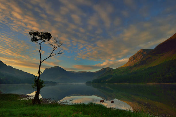 istock Buttermere lone tree and reflections, Cumbria, Lake District National Park 1486583144