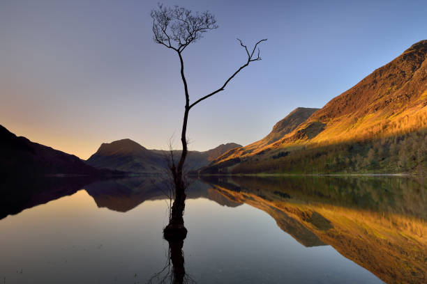 istock Buttermere lone tree and reflections, Cumbria, Lake District National Park 1486583183