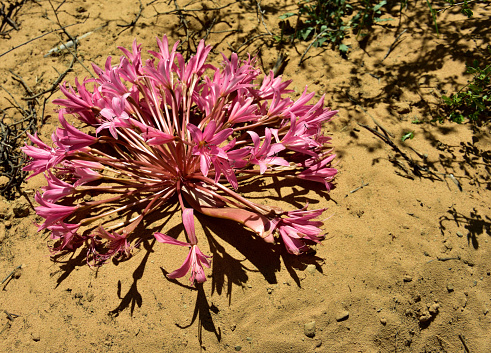 A pink March lily in the arid sandy landscape of the Cederberg in the Western Cape of South Africa