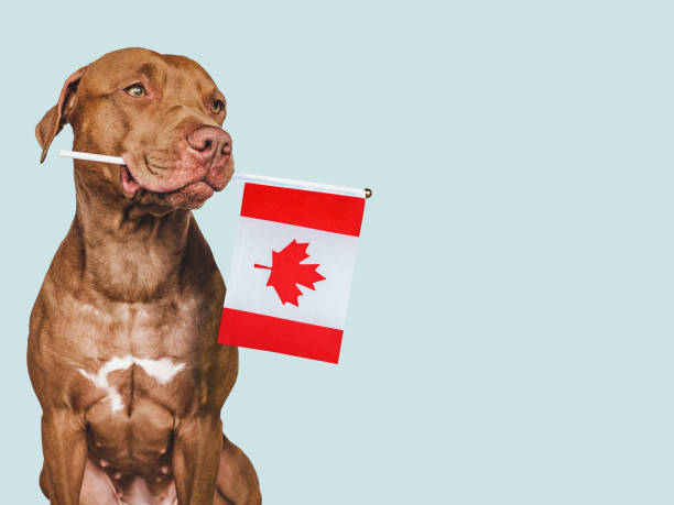 istock Charming, lovable brown puppy and Canadian flag 1486583526