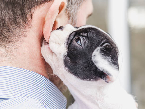 istock Cute puppy lying on a man's shoulder 1486584121