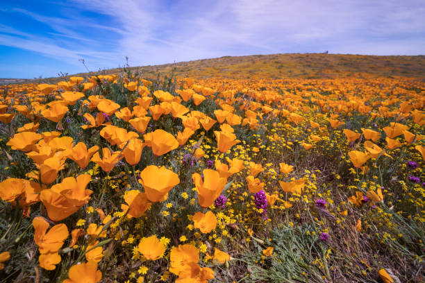 istock California super bloom poppy field 1486584178