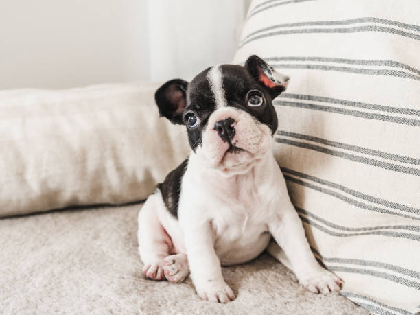 istock Cute puppy lying on the bed. Close-up 1486584183