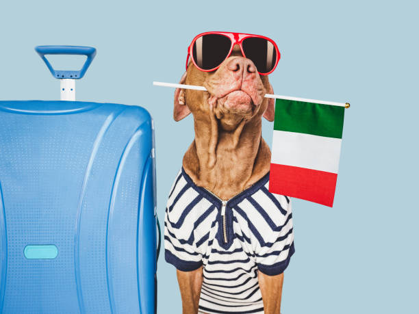 Charming brown puppy, sunglasses and Italian flag