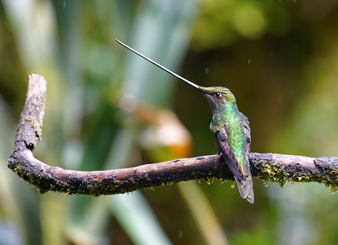 a Hummingbird perches near Quito