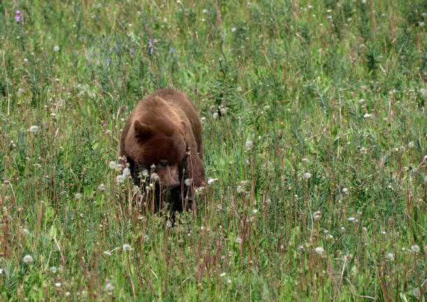 Alaska Brown Bear foraging for food