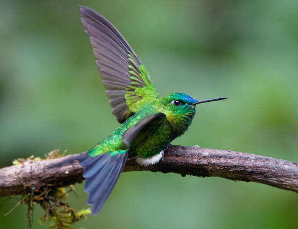 istock Sapphire-vented Puffleg Hummingbird 1486585778