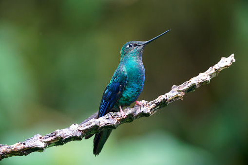 a Hummingbird sits on a branch near Quito