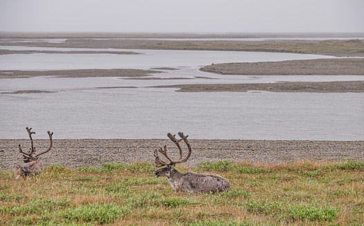 Barren-Ground Caribou herd on the tundra and permafrost surrounding Prudhoe Bay and Deadhorse Alaska