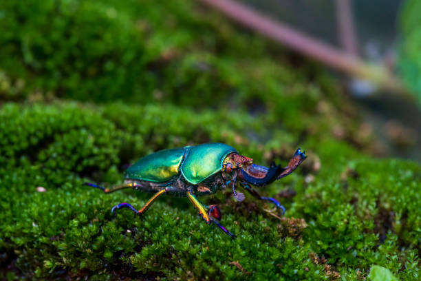 Stag beetle. Green Stag Beetle (Lamprima adolphinae) on stump wood with green moss