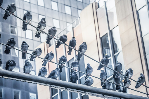 New York City pigeons