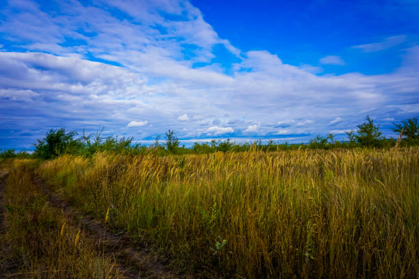 istock landscape with a field on a sunny day 1486589994