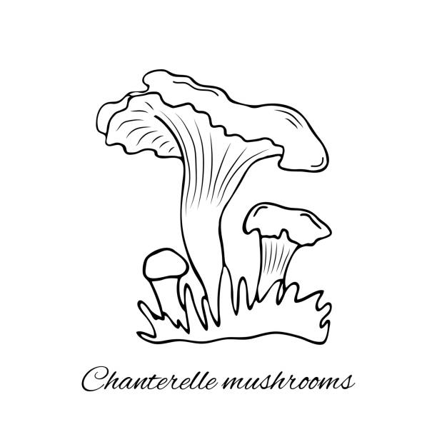 illustrations, cliparts, dessins animés et icônes de champignons de chantelle dessinés à la main - chanterelle