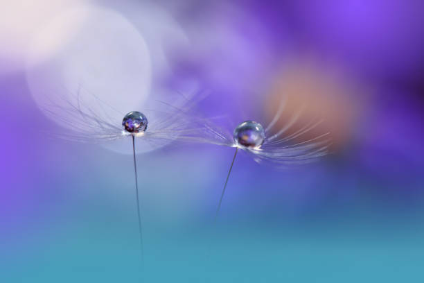 美しい自然の背景.マクロショットアメージング春のタンポポの花.アートデザイン.写真をクローズアップ.概念的な抽象的な写真.ファンタジー花の芸術.創造的な芸術的壁紙.ブルーカラー.ホ� - dandelion nature water drop ストックフォトと画像