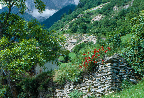 1989 old Positive Film scanned, wildflowers at Stampa to Soglio, Bregaglia, Switzerland.