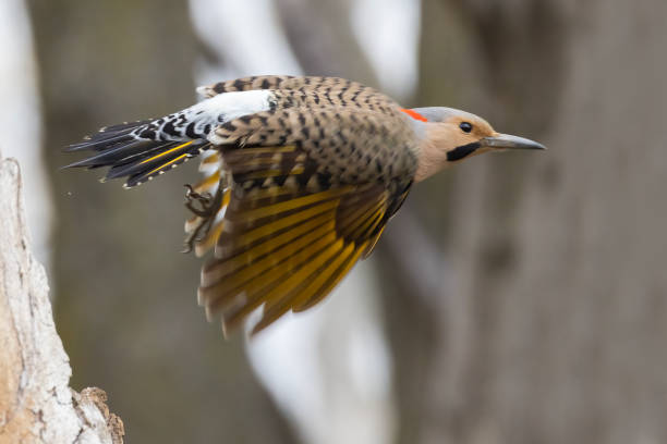 istock Male northern flicker or common flicker 1486593875