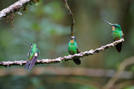 Hummingbirds rest on a branch near Quito