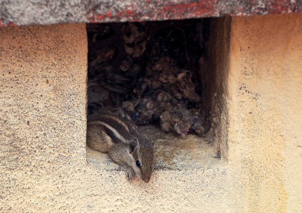 istock Closeup of a small Indian squirrel looking outside from its nest 1486595784