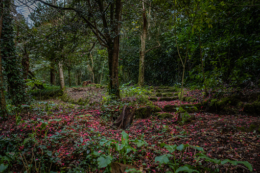 Ground covered in red petals in the magical ancient forest of Bussaco, fairy tale enchanted green trees