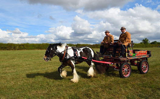 Great Gransden, Cambridgeshire, England - September 24, 2022:  Vintage Brightly painted Heavy Horse drawn delivery wagon on the move.