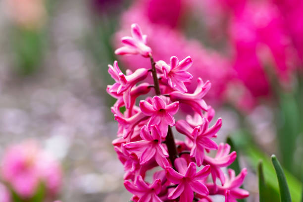 istock Pink hyacinth blooms in flowerbed close-up 1486599082