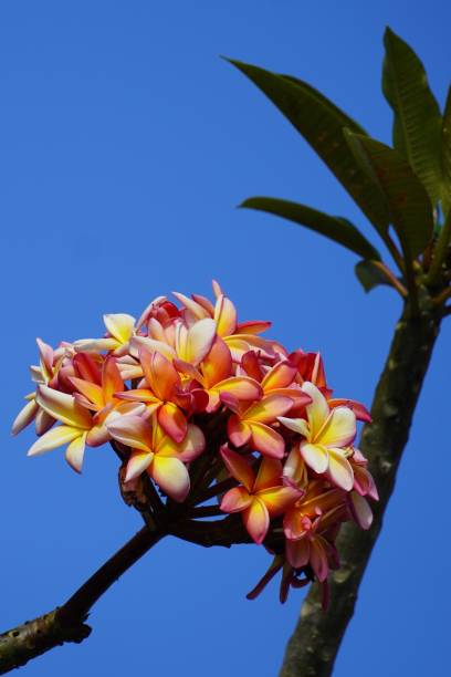 istock Plumeria Rubra also known as frangipani 1486601317