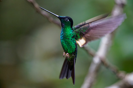 a Hummingbirds searches for food near Quito