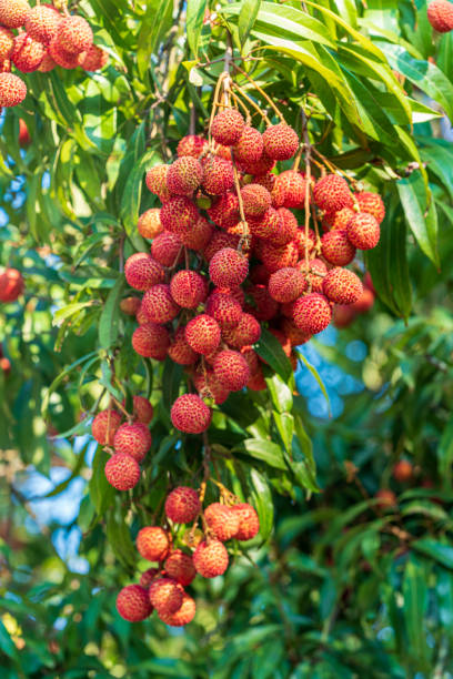istock Fresh lychee fruit on the lychee tree in the garden. 1486603357