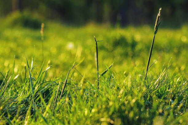 istock closeup of grass in the forest 1486604034