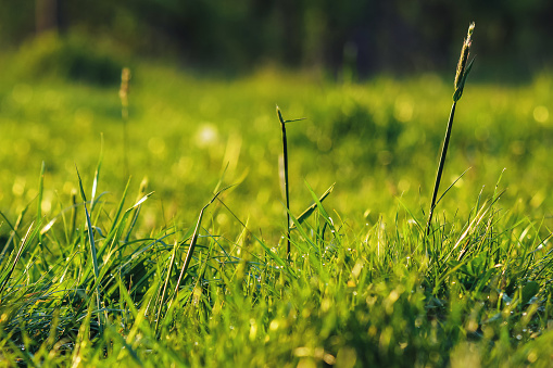 closeup of grass in the forest. organic nature background in spring