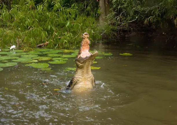 Photo of Saltwater crocodile (Crocodylus porosus) (saltie) springing from the water with a thrash of their powerful tails in the coastal wetlands of Queensland, Australia