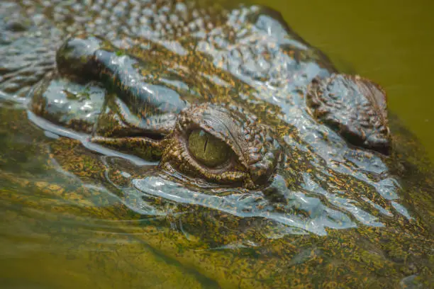 Photo of Saltwater crocodile (Crocodylus porosus) in the coastal wetlands of Queensland, Australia