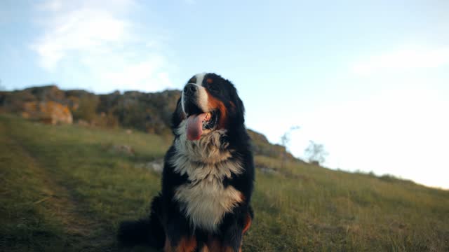 Bernese Mountain Dog (Bernese Mountain Dog) sitting on the grass. Portrait of a nice big dog looking sideways while walking outdoors