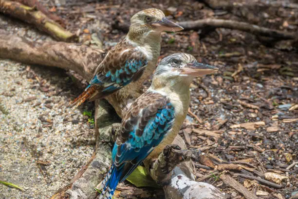 Photo of Blue-winged kookaburra (Dacelo leachii) a large species of kingfisher native to northern Australia and southern New Guinea. Cairns, Queensland